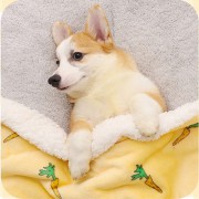 퍼피 반려견 극세사 멍멍이 담요 P2674